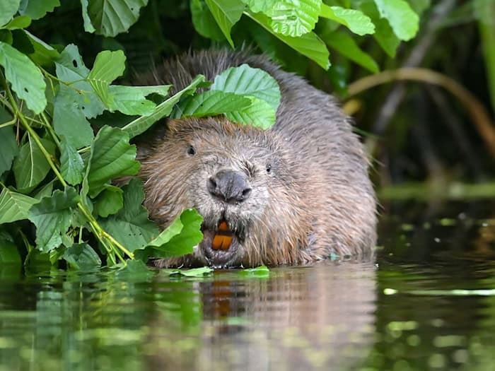 Biber Barbara soll in Frankreich ausgewildert werden, wenn sie wieder gesund ist. (Symbolbild) / Foto: Patrick Pleul/dpa-Zentralbild/dpa