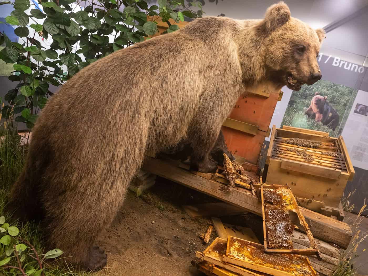 Der Braunbär Bruno steht ausgestopft im Museum. (Archivbild)  / Foto: Peter Kneffel/dpa