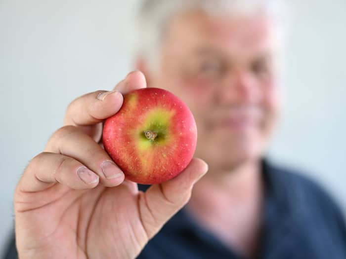Die neue Züchtung soll mit weniger Pflanzenschutz auskommen.  / Foto: Felix Kästle/dpa