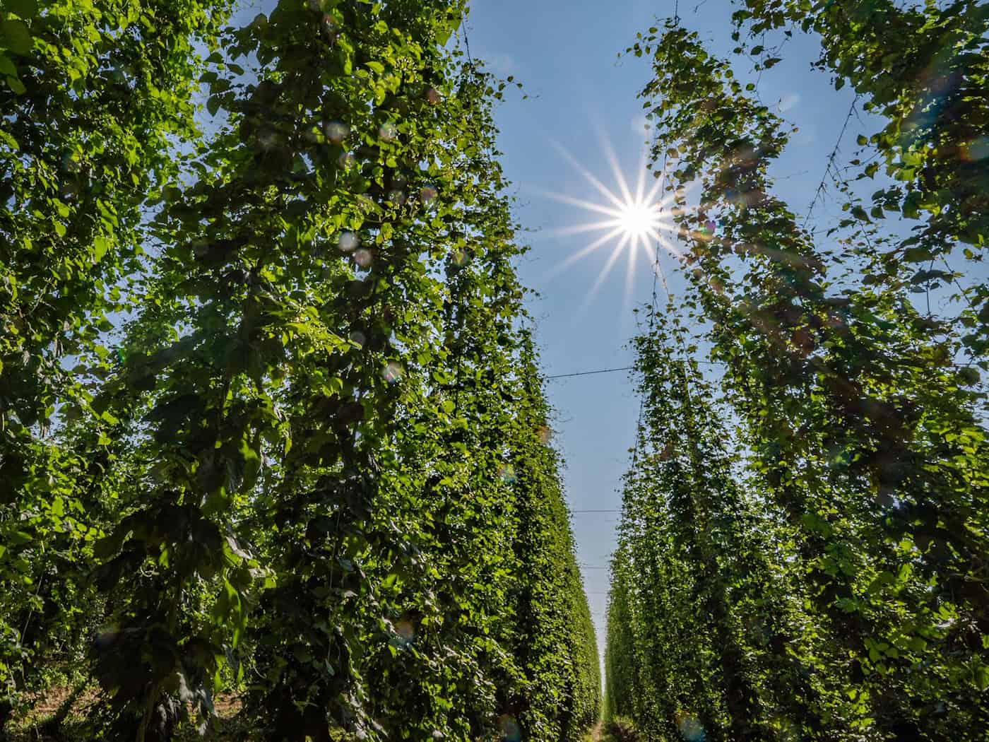 In der Hallertau liegt das größte zusammenhängende Hopfenanbaugebiet der Welt. (Symbolbild) / Foto: Armin Weigel/dpa