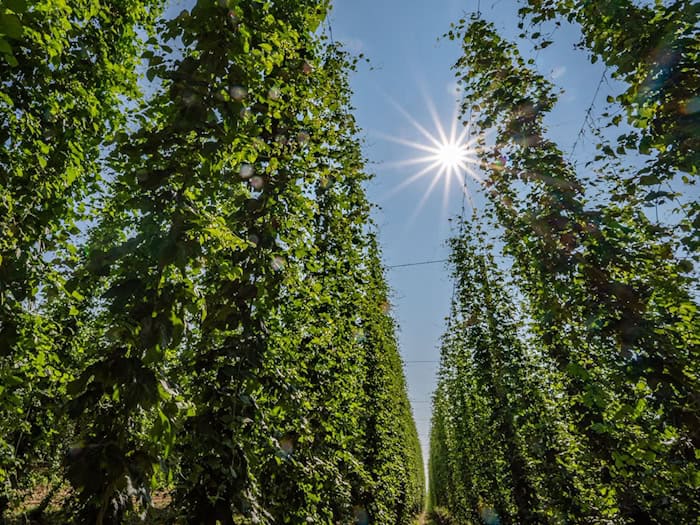 In der Hallertau liegt das größte zusammenhängende Hopfenanbaugebiet der Welt. (Symbolbild) / Foto: Armin Weigel/dpa