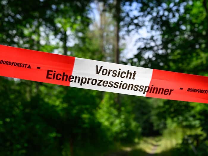 Der wärmeliebende Eichenprozessionsspinner konnte sich stark vermehren. Auch im Wald sind Eichen betroffenen. (Archivbild) / Foto: Patrick Pleul/dpa