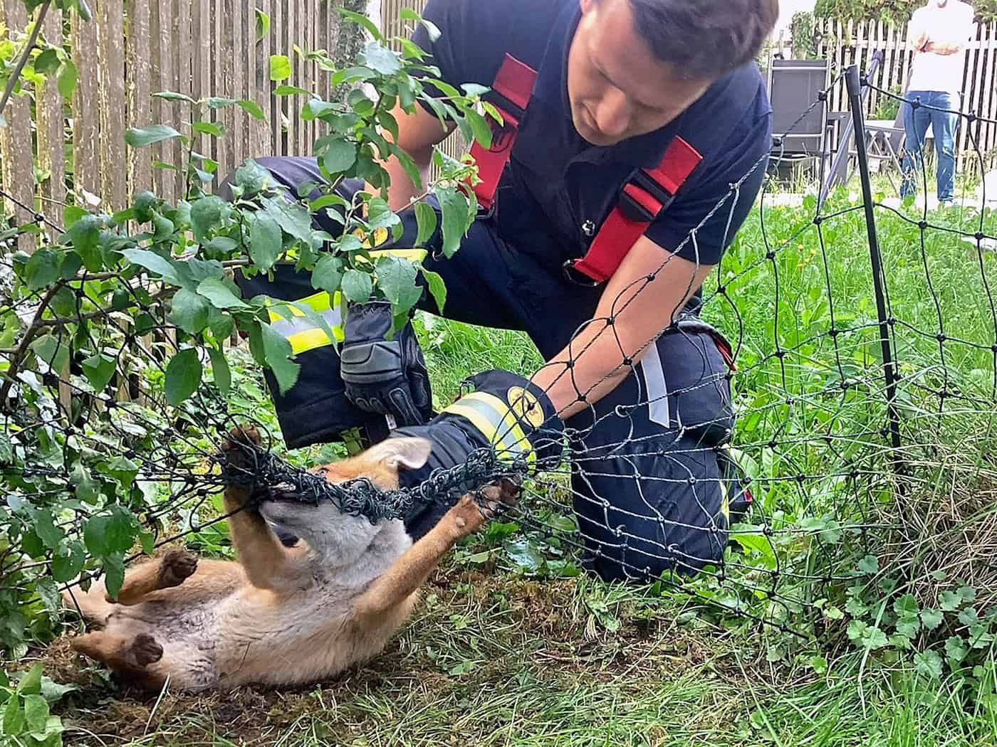 Die Einsatzkräfte helfen dem in Not geratenen Fuchs.  / Foto: -/Berufsfeuerwehr München/dpa