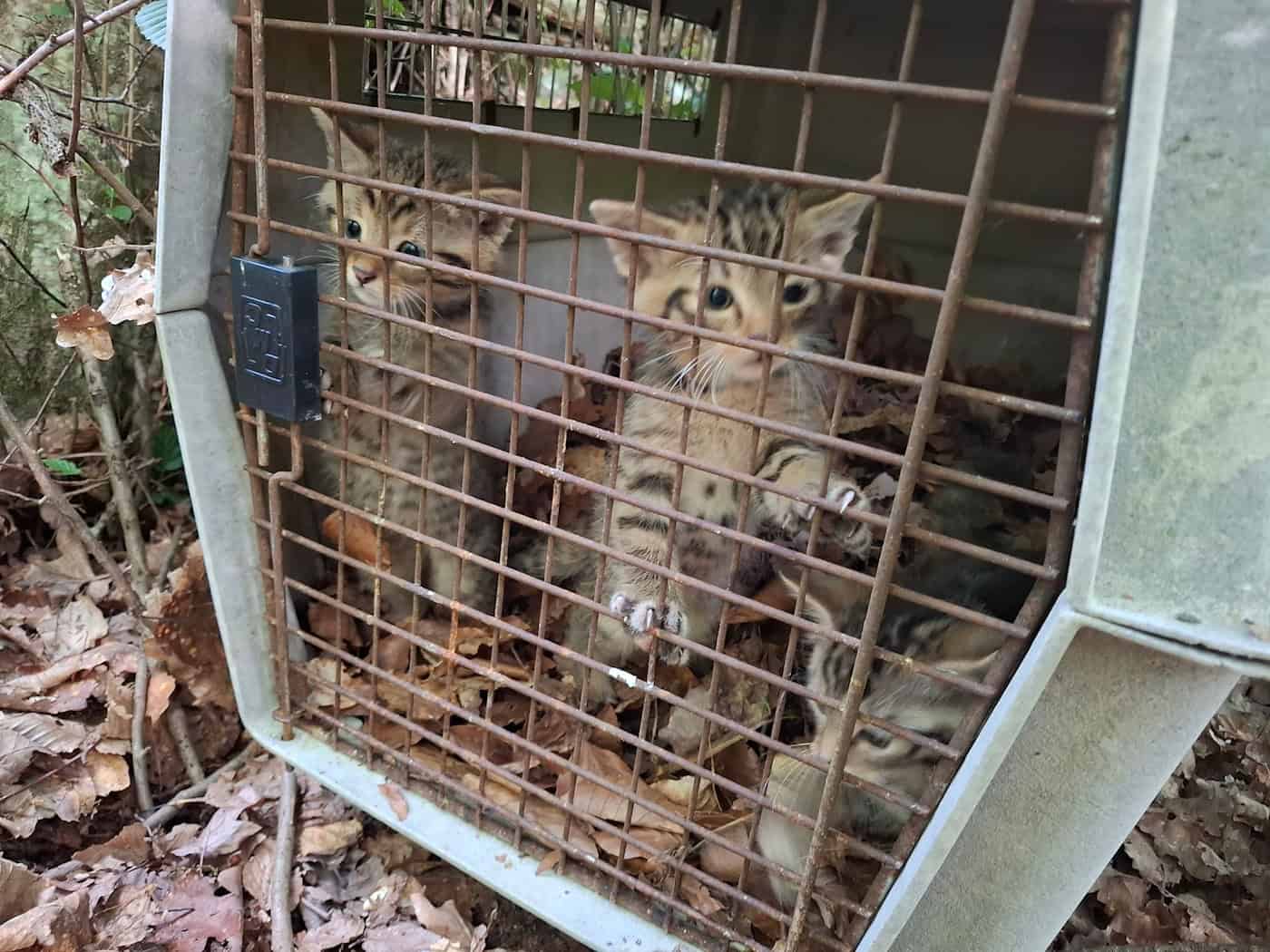 Auch wenn es zunächst so wirkt - das sind keine kleinen Hauskatzen. Sondern Wildkatzen. / Foto: Struck/LRA Bamberg/dpa