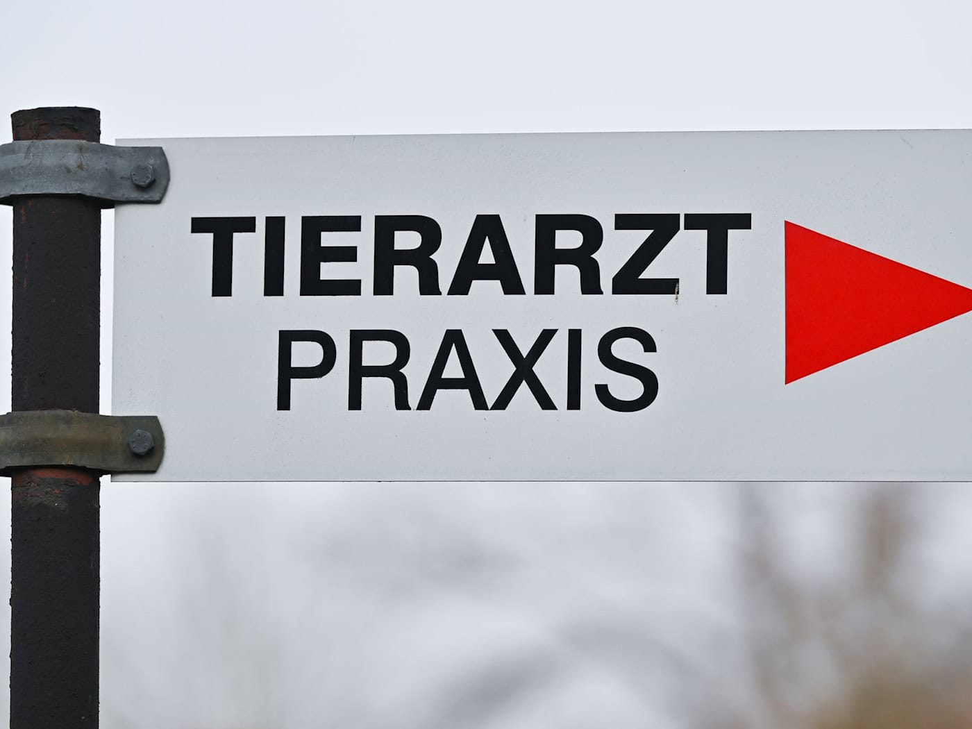 Ein Tierarzt fand in der Brust des Katers ein Projektil. (Symbolbild) / Foto: Patrick Pleul/dpa