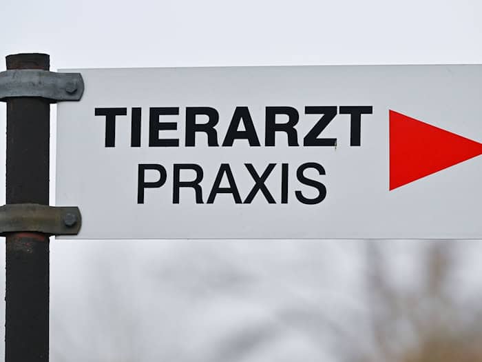 Ein Tierarzt fand in der Brust des Katers ein Projektil. (Symbolbild) / Foto: Patrick Pleul/dpa