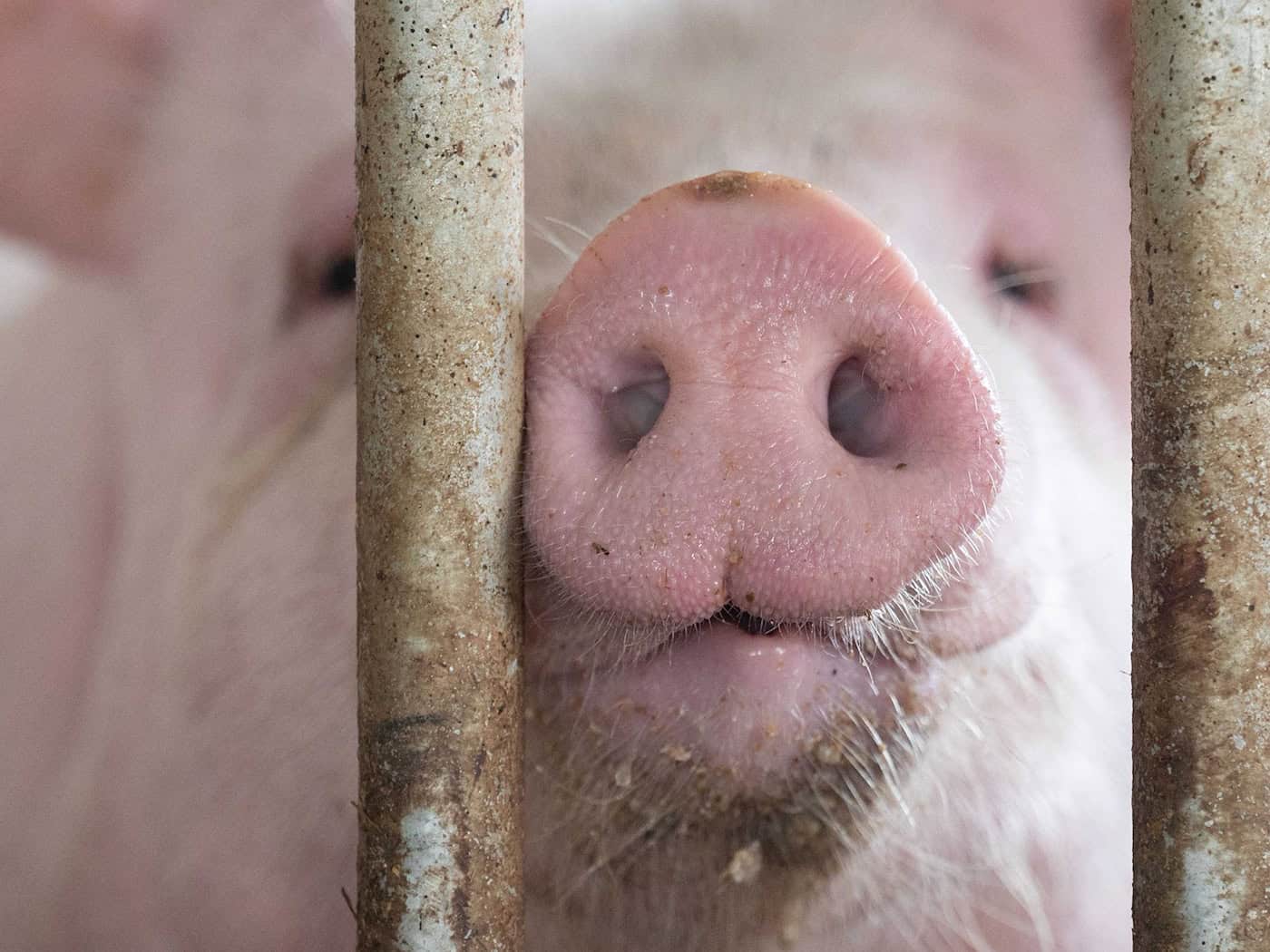 In Bayern gibt es mehr Schweine als vor einem Jahr. (Archivbild) / Foto: Marijan Murat/dpa