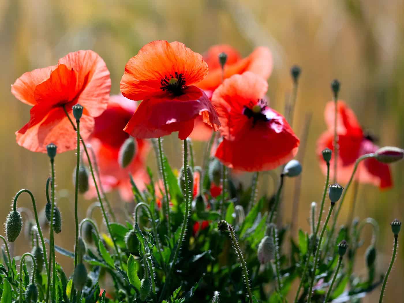 Schauer sind Wochenendausflüglern in der Regel nicht willkommen, doch Mohn- und anderen Blumen bekommt der  Regen gut. (Symbolbild) / Foto: A4366 Sven Hoppe/dpa