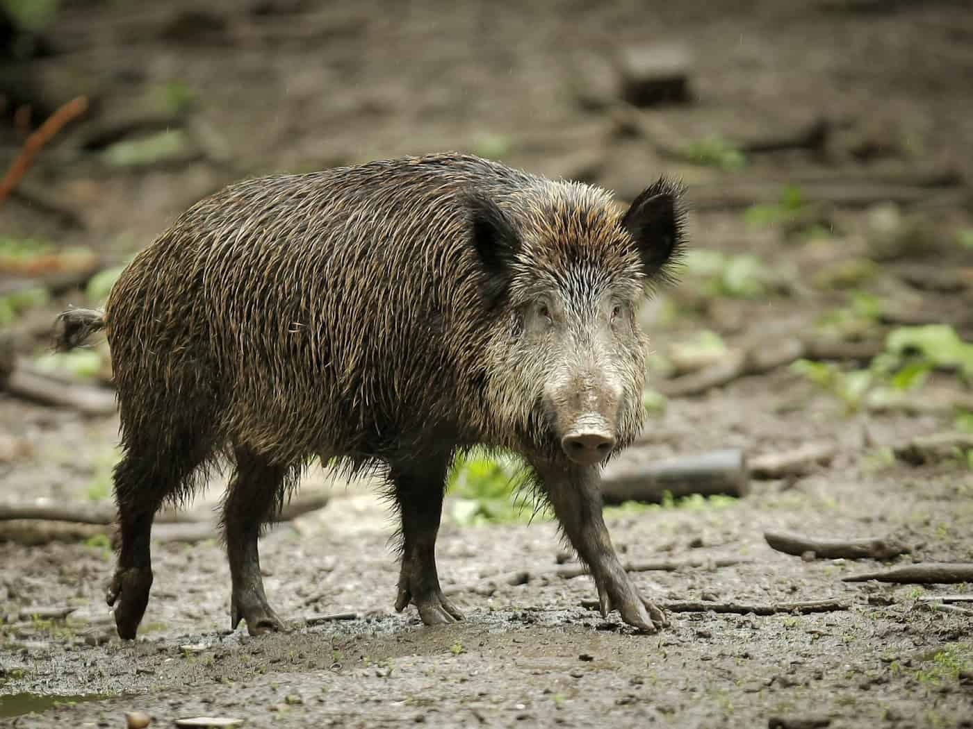 Das Wildschwein hat bislang nichts beschädigt auf dem Friedhof. (Symbolbild) / Foto: Fredrik von Erichsen/dpa