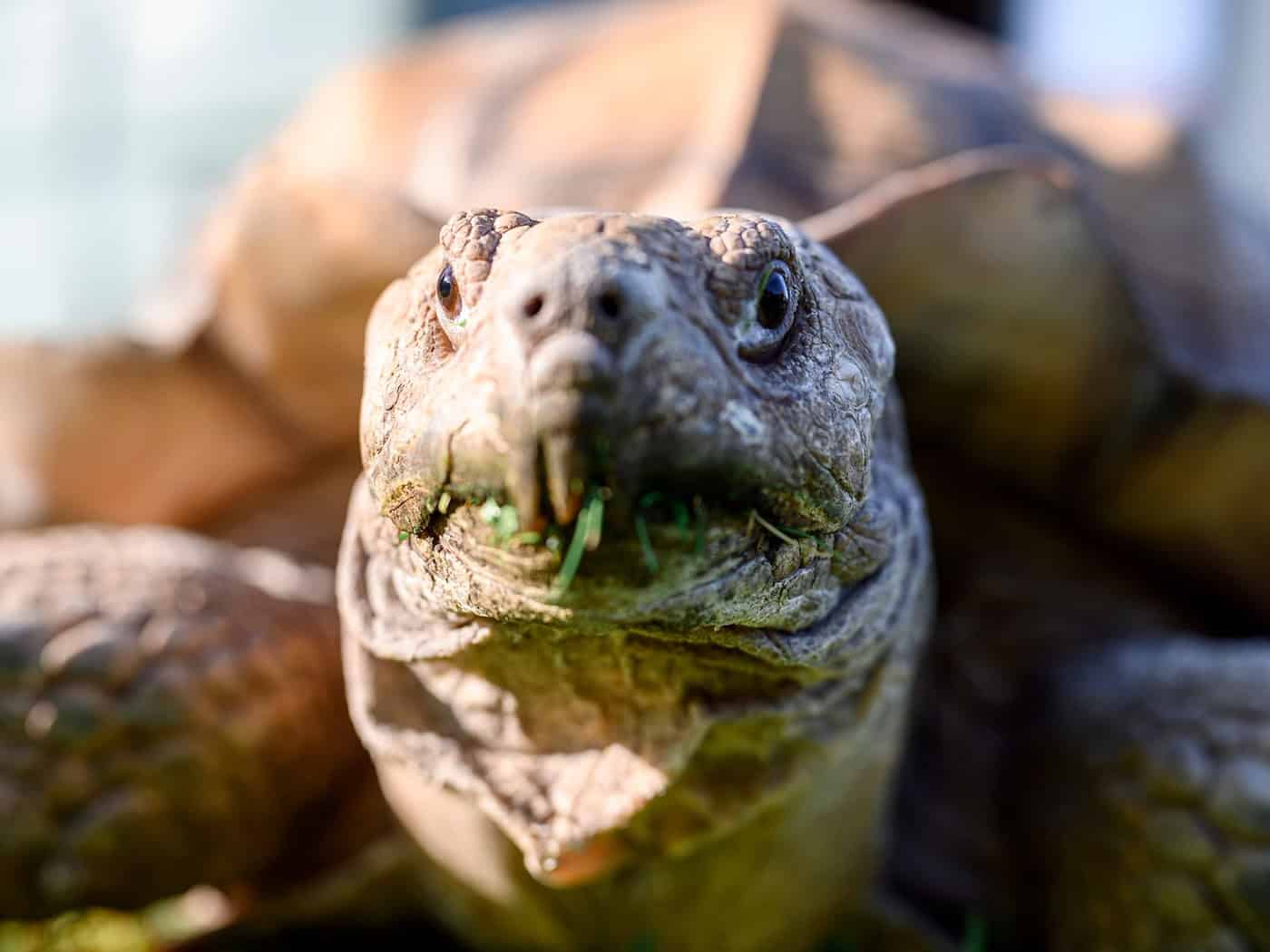 Spornschildkröten sind die größten auf dem Festland lebende Landschildkrötenart Afrikas. (Symbolbild) / Foto: Vogl Daniel/dpa