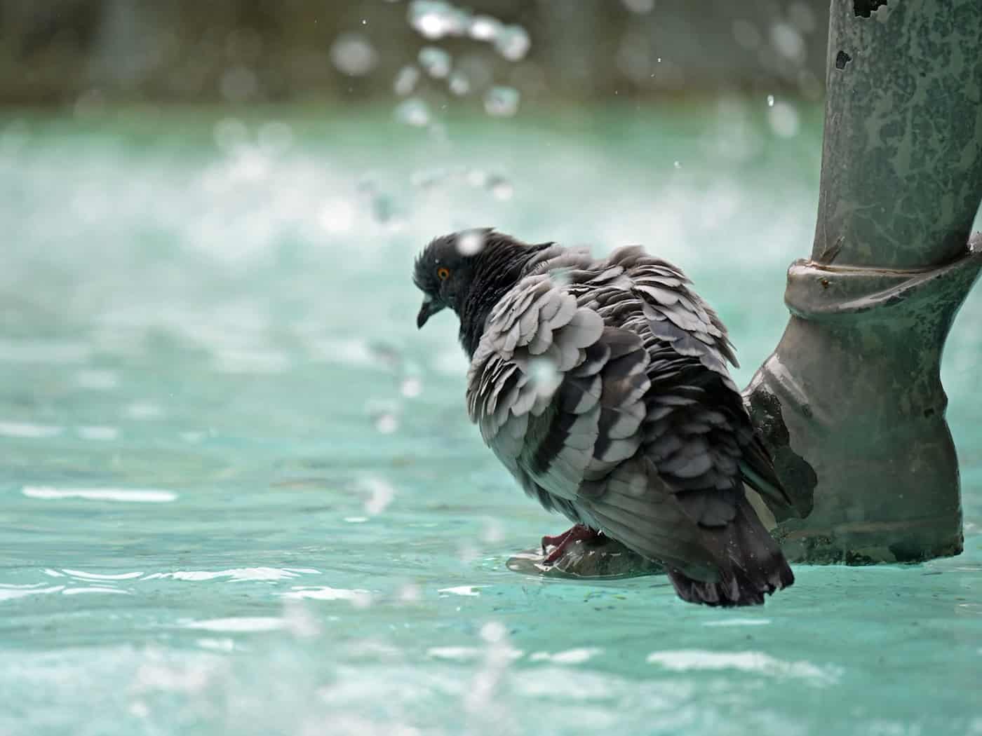 Auch der Fischbrunnen am Marienplatz in der Innenstadt soll abgeschaltet werden. (Archivbild) / Foto: Malin Wunderlich/dpa