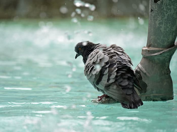 Auch der Fischbrunnen am Marienplatz in der Innenstadt soll abgeschaltet werden. (Archivbild) / Foto: Malin Wunderlich/dpa