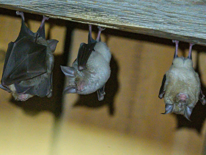 Fledermaus-Quartiere in Gebäuden können sich schnell aufheizen. (Archivbild) / Foto: Armin Weigel/dpa