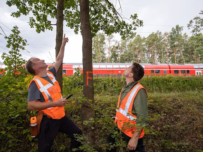 Umgestürzte Bäume verursachen auf Bahngleisen oft Probleme. (Symbolbild) / Foto: Daniel Karmann/dpa