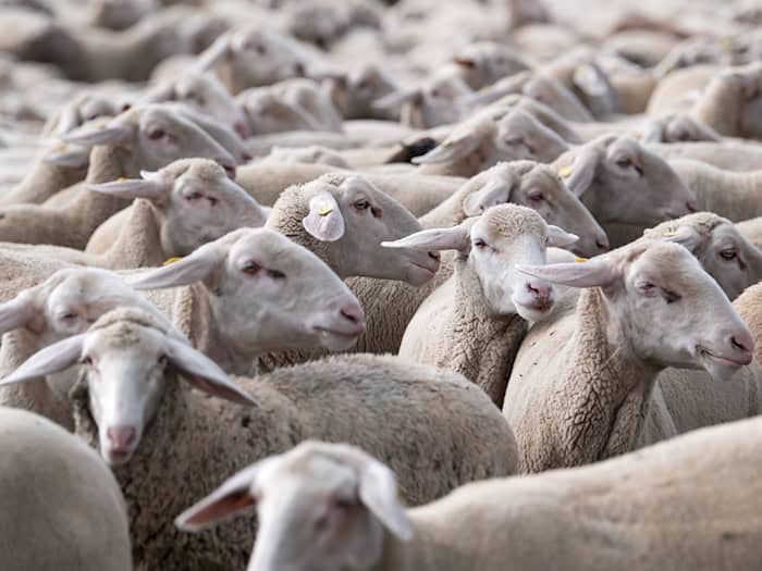 Für die restlichen Schafe ging es zurück in den Statt. / Foto: Sven Hoppe/dpa