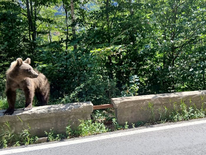 Ein Braunbär wurde bei Thiersee gesichtet. (Symbolbild)  / Foto: Kathrin Lauer/dpa