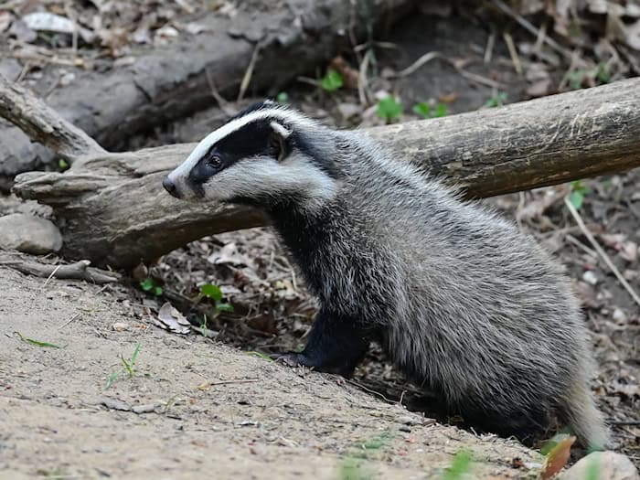 Allgäu: Vermuteter Bärenkot stammt laut Senckenberg-Labor vom Dachs