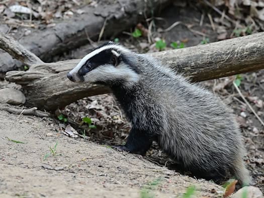 Allgäu: Vermuteter Bärenkot stammt laut Senckenberg-Labor vom Dachs