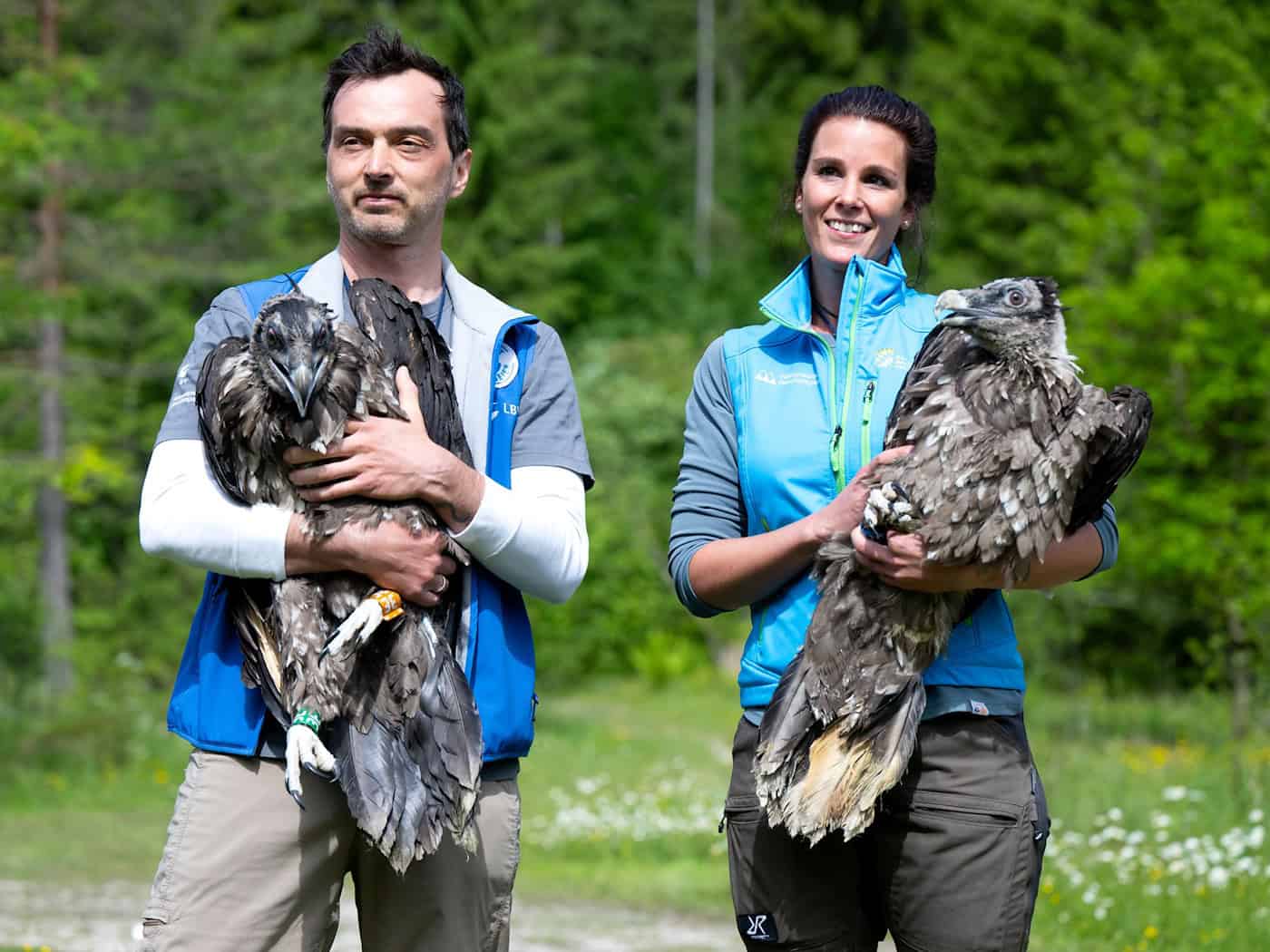 Alljährlich werden im Nationalpark Berchtesgaden zwei junge Bartgeier ausgewildert. (Archiv)   / Foto: Sven Hoppe/dpa