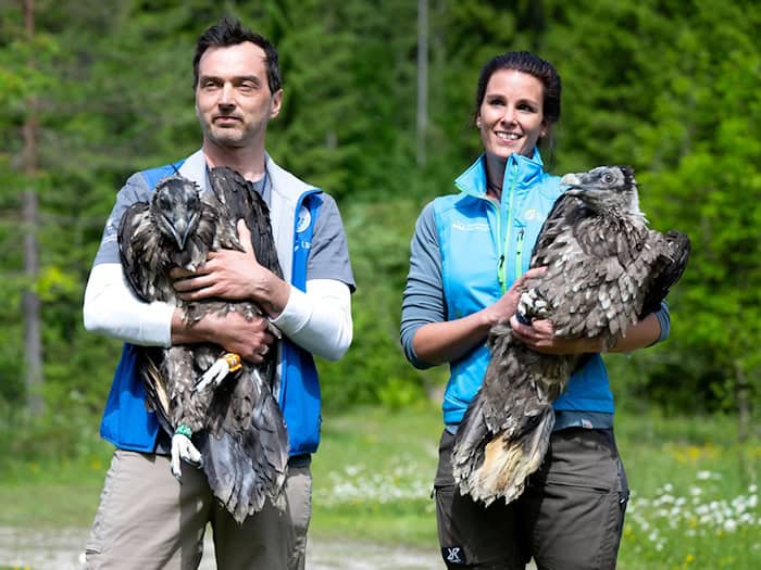 Alljährlich werden im Nationalpark Berchtesgaden zwei junge Bartgeier ausgewildert. (Archiv)   / Foto: Sven Hoppe/dpa