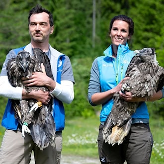Alljährlich werden im Nationalpark Berchtesgaden zwei junge Bartgeier ausgewildert. (Archiv)   / Foto: Sven Hoppe/dpa