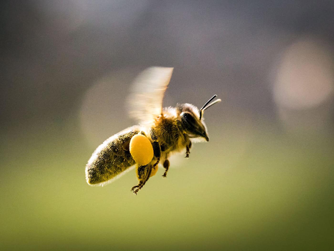 Bienenstich mit Folgen - doch der Lkw-Fahrer hatte noch Glück im Unglück. (Symbolbild) / Foto: Frank Rumpenhorst/dpa