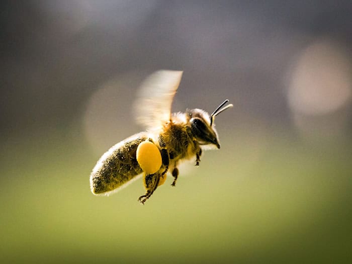 Bienenstich mit Folgen - doch der Lkw-Fahrer hatte noch Glück im Unglück. (Symbolbild) / Foto: Frank Rumpenhorst/dpa