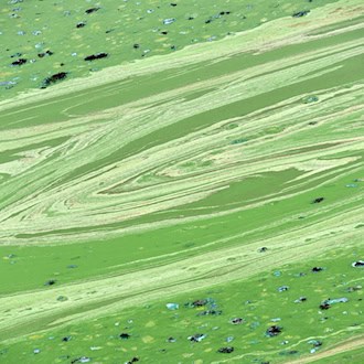 In Niederbayern erhärtet sich in der Region der Verdacht auf Blaualgen in der Donau. (Symbolbild) / Foto: Uwe Zucchi/dpa
