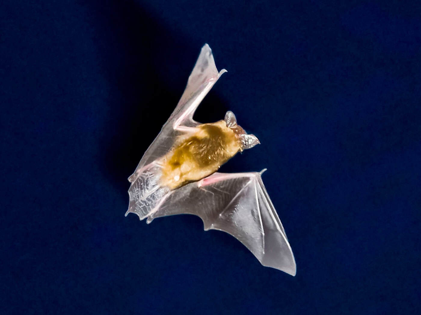 Die Fledermaus ließ sich problemlos von der Polizei einfangen. (Symbolbild)  / Foto: Frank Rumpenhorst/dpa