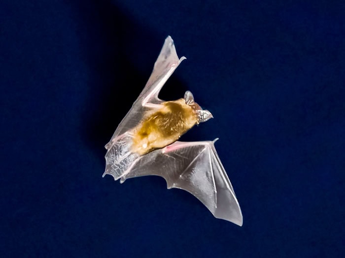 Fledermaus verirrt sich in Schlafzimmer
