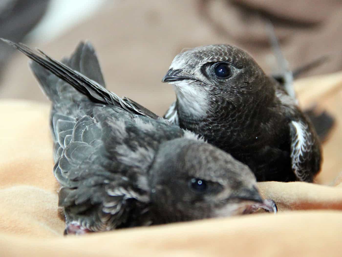 Gluthitze zwingt Vogelauffangstation Regenstauf in der Oberpfalz zum Aufnahmestopp