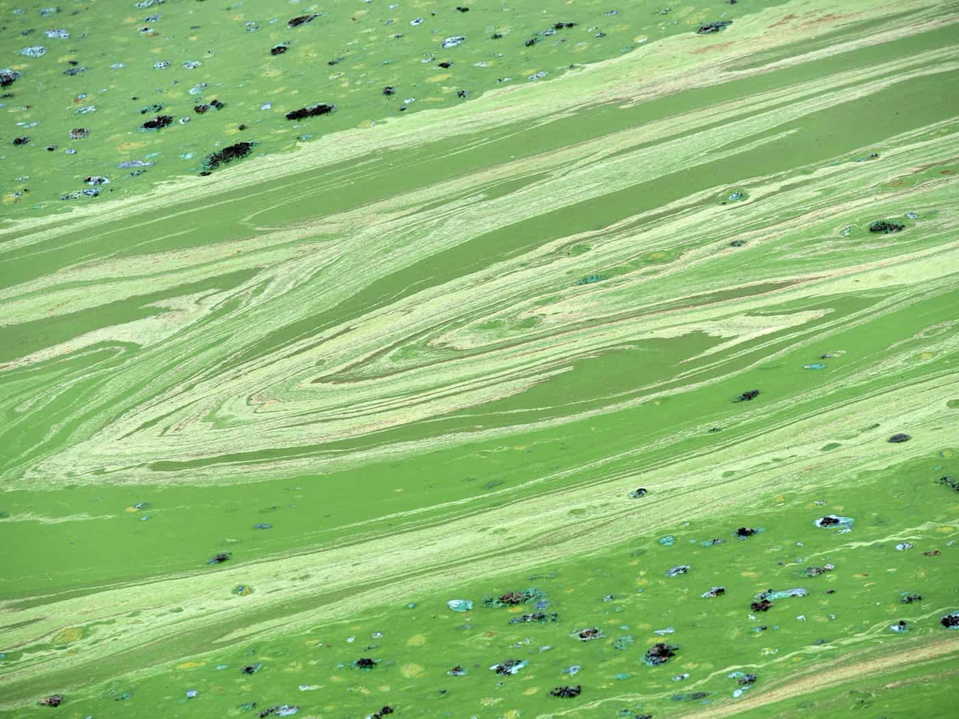 Wegen eines möglichen Blaualgenbefalls rät das Gesundheitsamt im Landkreis Kelheim aktuell dringend davon ab, in der Donau zu baden oder Hunde daraus trinken zu lassen. (Symbolbild) / Foto: Uwe Zucchi/dpa