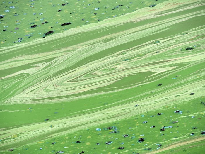 Wegen eines möglichen Blaualgenbefalls rät das Gesundheitsamt im Landkreis Kelheim aktuell dringend davon ab, in der Donau zu baden oder Hunde daraus trinken zu lassen. (Symbolbild) / Foto: Uwe Zucchi/dpa