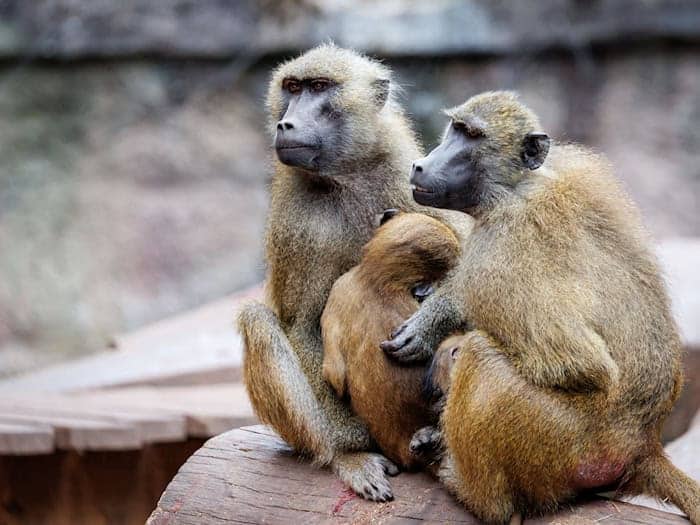 Die Anlage ist laut dem Tiergarten für 25 Paviane plus Jungtiere ausgelegt. Im Juli 2025 lebten dort mehr als 40 Affen. (Archivbild) / Foto: Daniel Karmann/dpa
