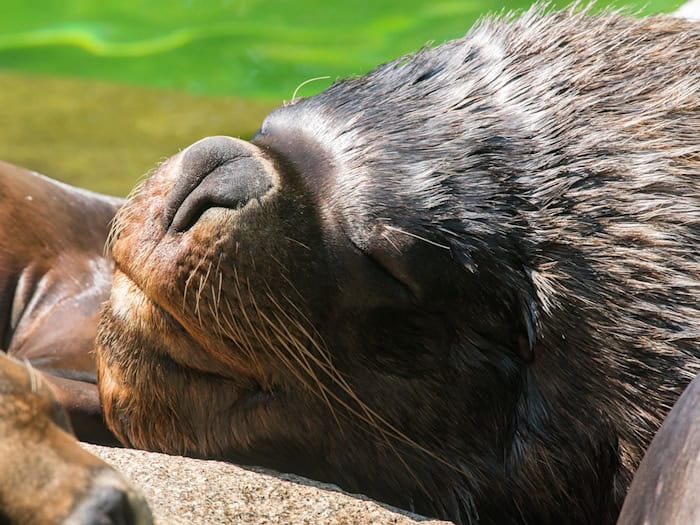 Zuletzt lebten bei den Mähnenrobben nur noch ein Männchen und ein Weibchen im Münchner Tierpark. (Archivbild) / Foto: Peter Kneffel/dpa