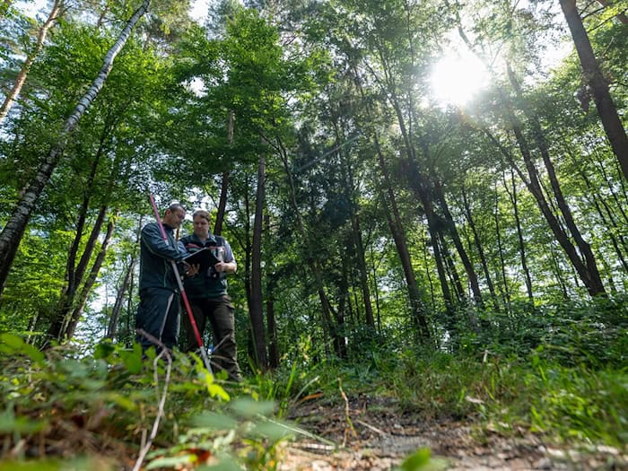 Wie geht es Bayerns Bäumen? (Symbolbild) / Foto: Peter Kneffel/dpa