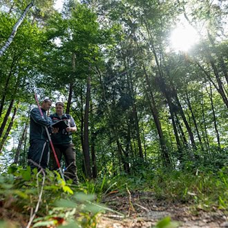 Wie geht es Bayerns Bäumen? (Symbolbild) / Foto: Peter Kneffel/dpa
