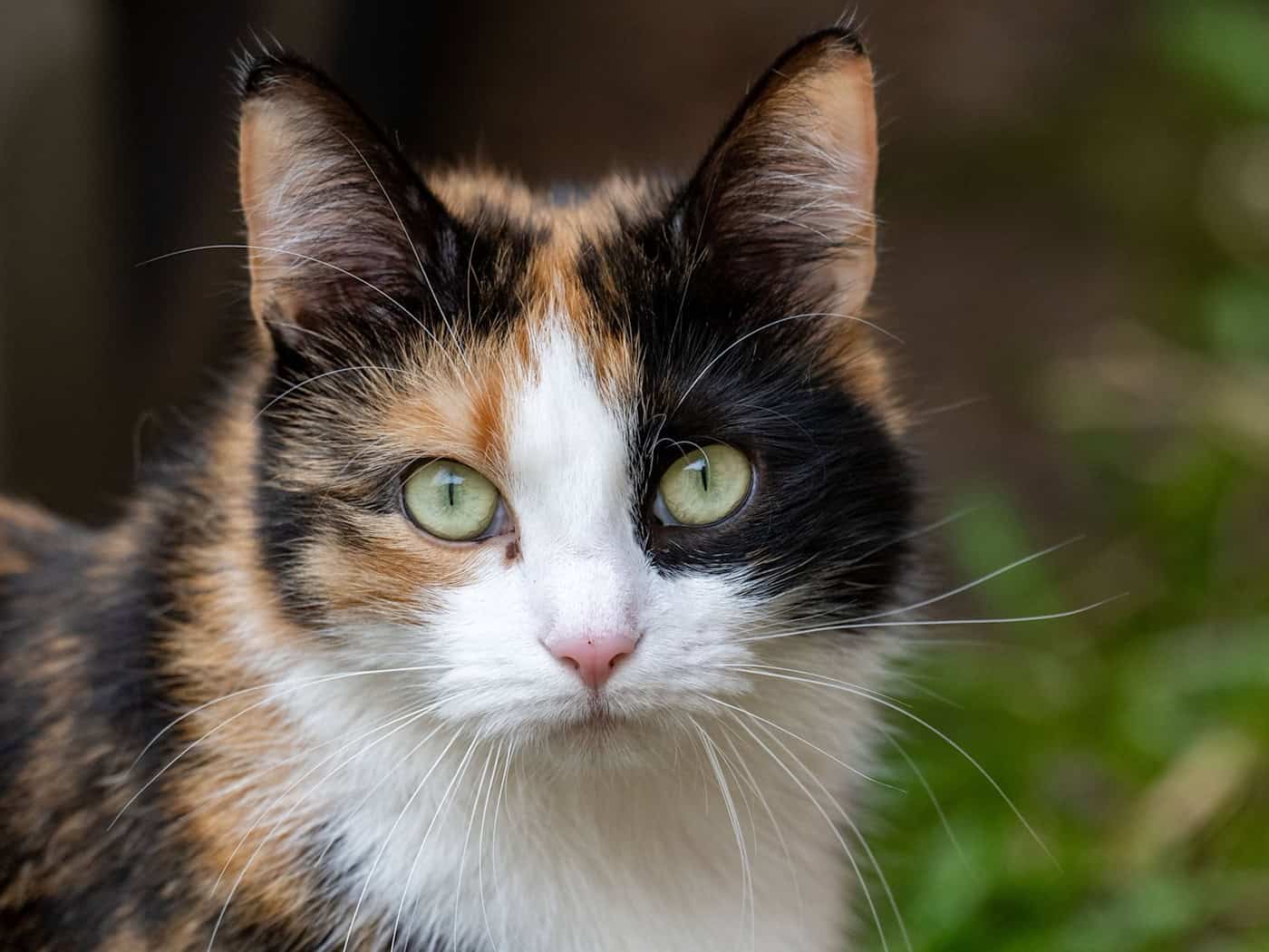 Einer Katze wurde ein Hakenkreuz ans Ohr gekritzelt. (Symbolbild) / Foto: Stefan Sauer/dpa