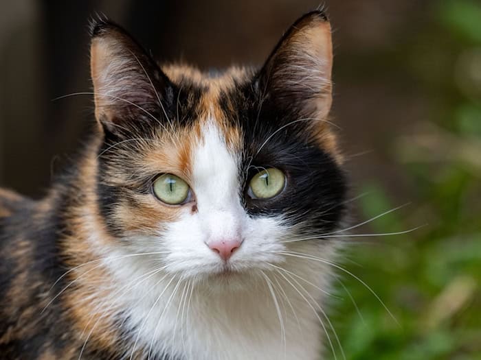 Einer Katze wurde ein Hakenkreuz ans Ohr gekritzelt. (Symbolbild) / Foto: Stefan Sauer/dpa