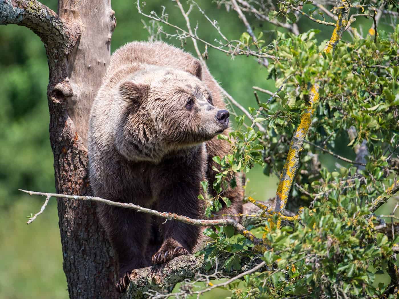 Im Allgäu könnte wieder ein Braunbär unterwegs sein. (Symbolbild) / Foto: Lino Mirgeler/dpa
