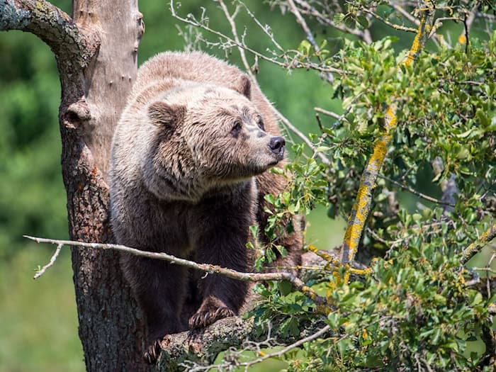 Im Allgäu könnte wieder ein Braunbär unterwegs sein. (Symbolbild) / Foto: Lino Mirgeler/dpa