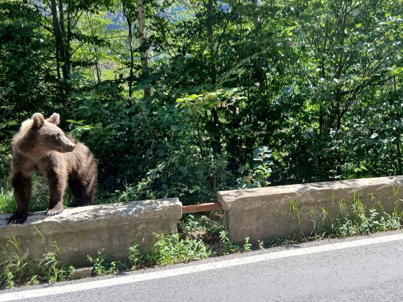 Ein Braunbär wurde bei Thiersee gesichtet. (Symbolbild)  / Foto: Kathrin Lauer/dpa