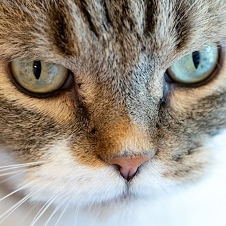 Nach Sprung aus sechstem Stock: Katze steckt unter Auto fest
