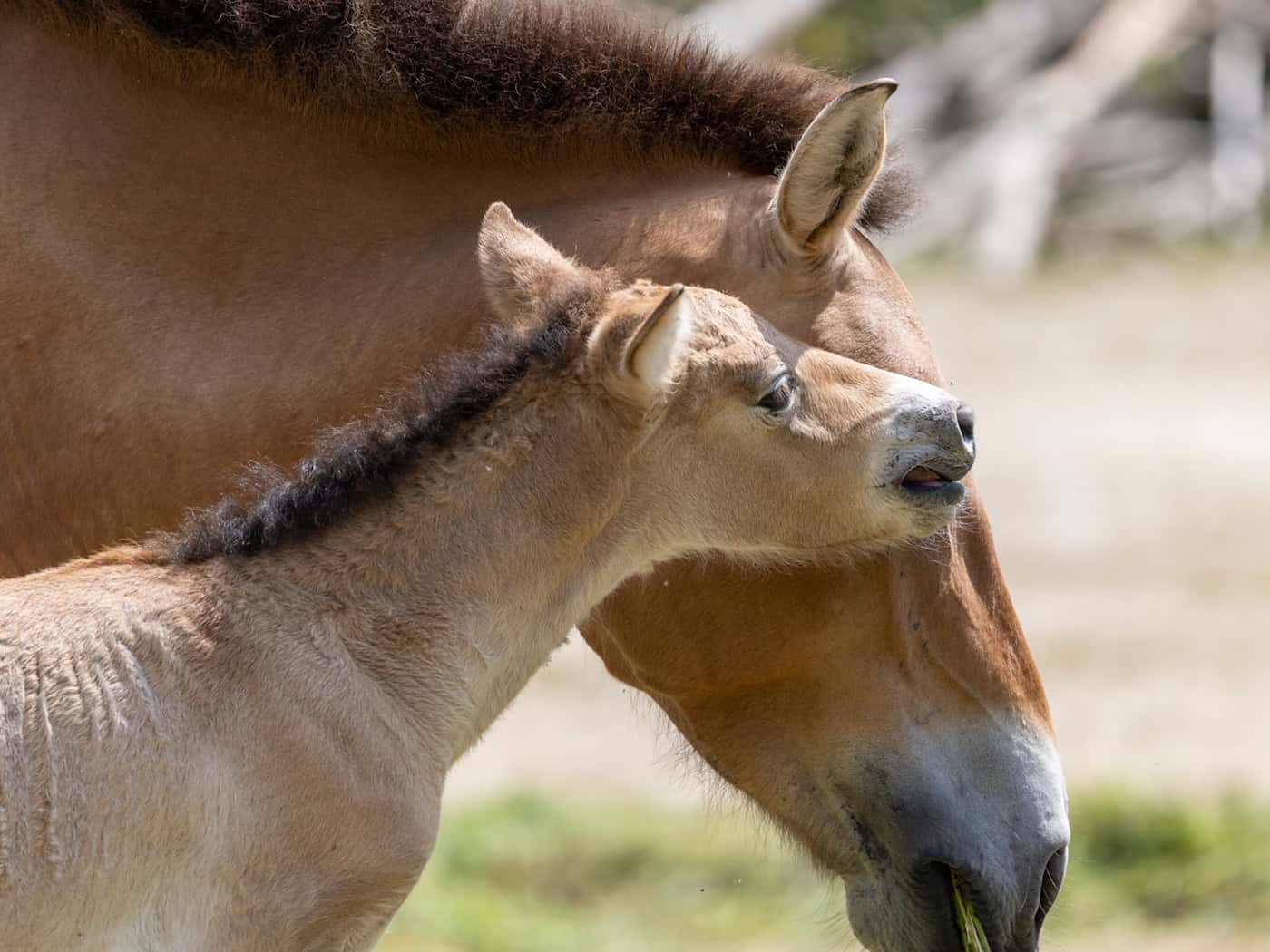 Bei dem Fohlen handelt es sich laut Tierpark um einen kleinen Hengst.  / Foto: Julien Huber/Tierpark Hellabrunn/dpa
