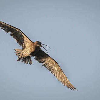 Naturschützer sehen Hoffnung für bedrohte Brachvögel