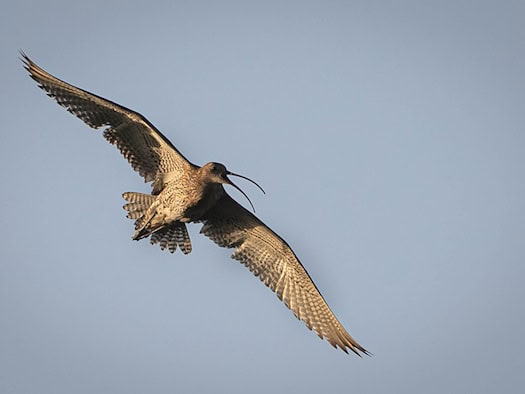 Naturschützer sehen Hoffnung für bedrohte Brachvögel