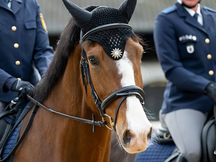 Das Dienstpferd konnte schnell wieder eingefangen werden. (Symbolbild) / Foto: Sven Hoppe/dpa