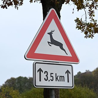 Der Rollerfahrer konnte nicht mehr ausweichen, als das Tier auf die Straße lief. (Symbolbild) / Foto: Swen Pförtner/dpa