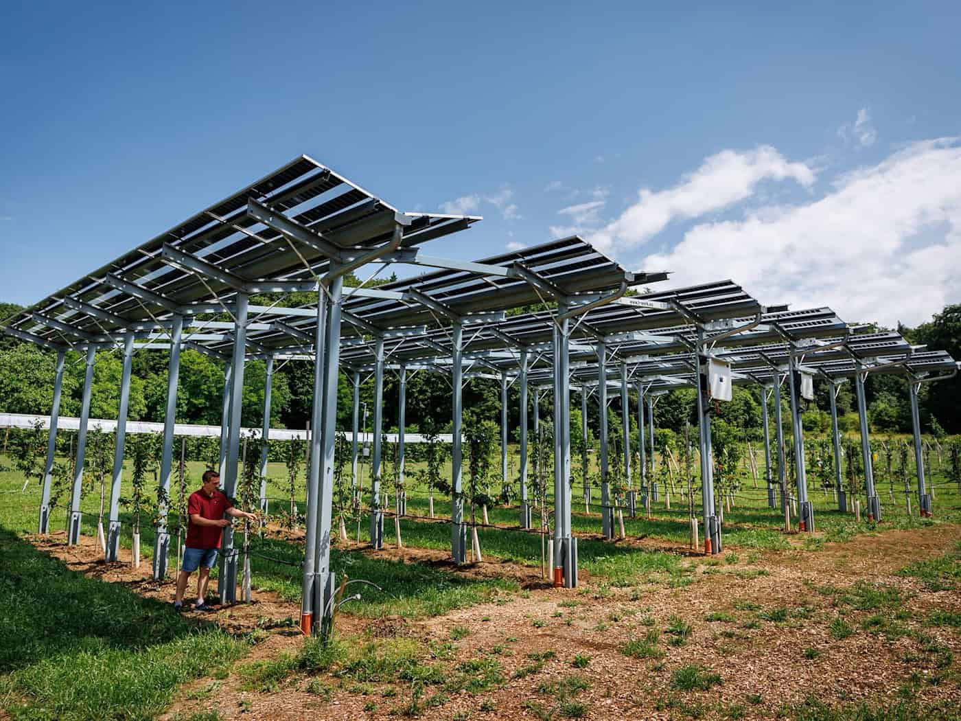 Die Agri-PV-Anlage soll zeigen, wie Kirschbäume gedeihen und gleichzeitig Strom produziert werden kann.  / Foto: Daniel Karmann/dpa