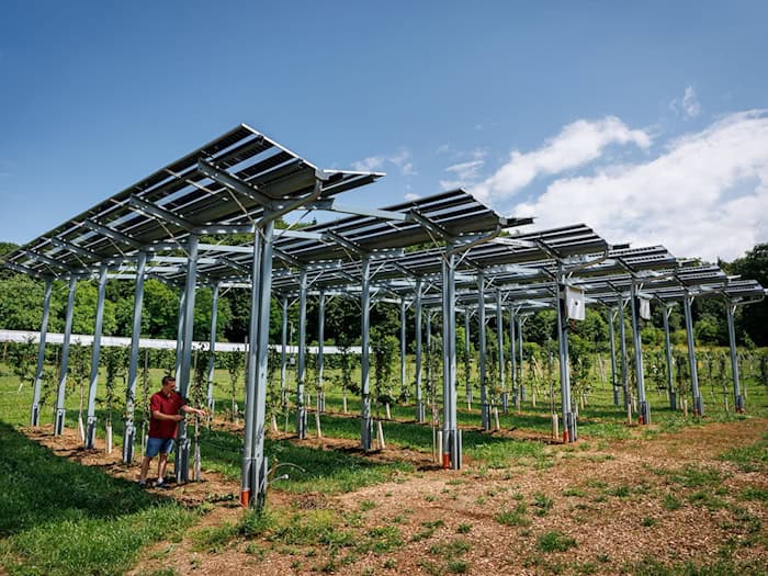Die Agri-PV-Anlage soll zeigen, wie Kirschbäume gedeihen und gleichzeitig Strom produziert werden kann.  / Foto: Daniel Karmann/dpa